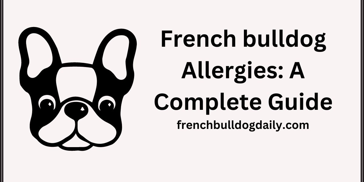 French Bulldog Allergies: A Complete Guide