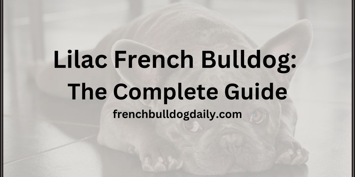 lilac french bulldog guide